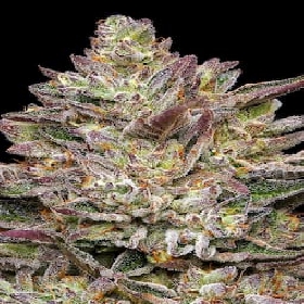 Guzzlers > Humboldt Seed Company